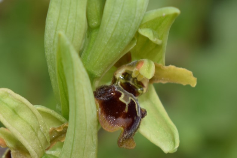 Rosetta glauca